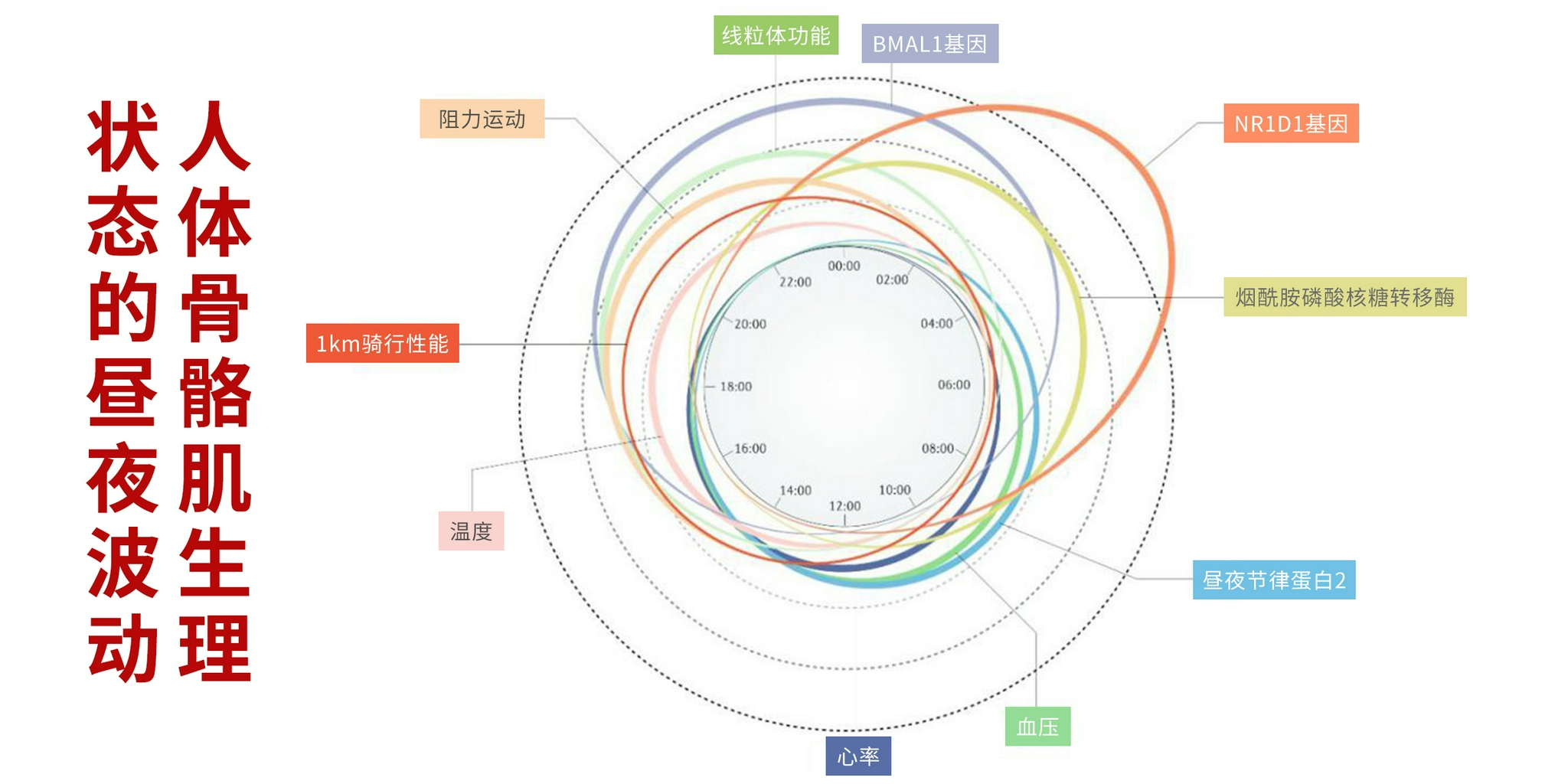 胶原精华紧致抗皱推荐