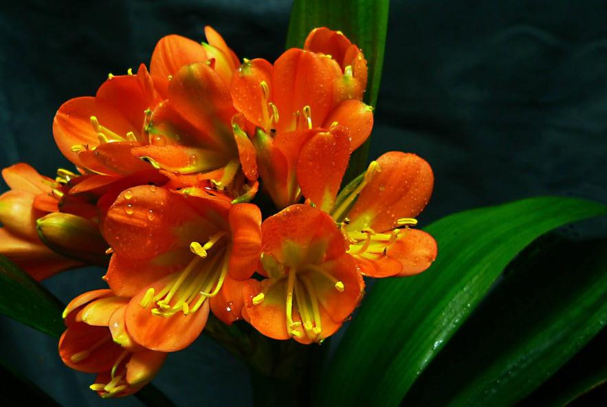 养茉莉花 君子兰等花 用这类土 很难把花养好 多数人不知道 财经头条