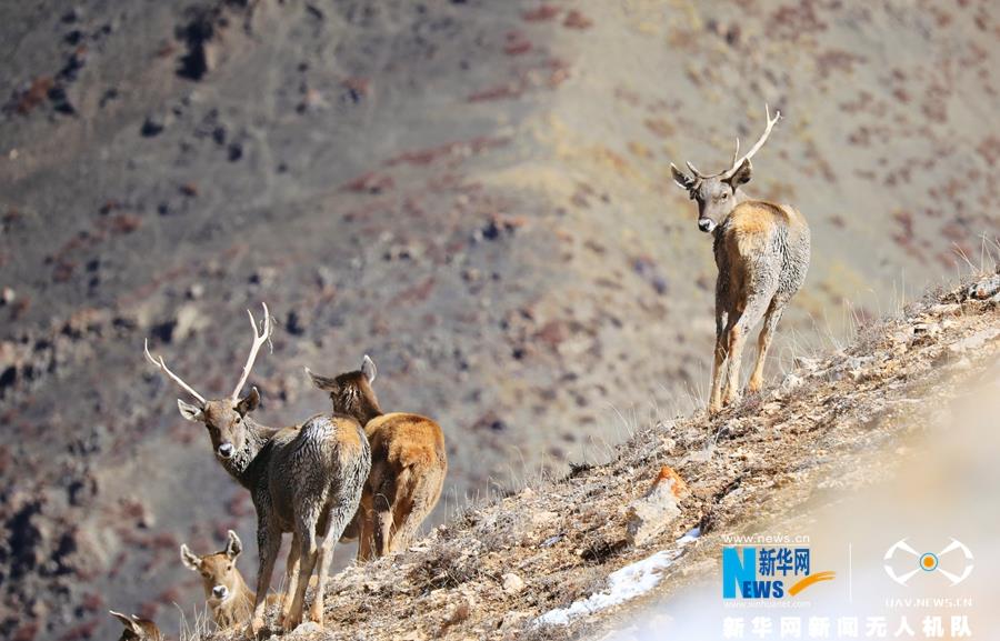 甘肃省肃南裕固族自治县境内发现200头左右国家一级保护动物白唇鹿
