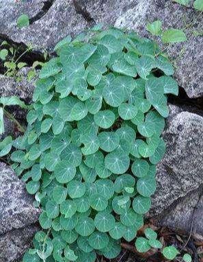 它的名字又叫金不换,如果喜欢在家里养一盆,寓意特别好,可以养在办公