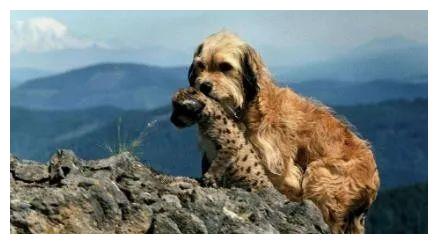 迪士尼十大高分动画电影排行榜揭晓!《疯狂动物城》排名首位!