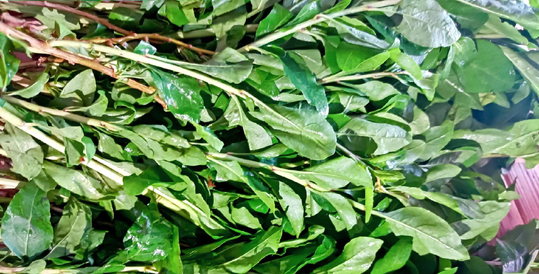 春天不要光吃肉,试试这道野菜汤,营养丰富,对眼睛好|枸杞叶|野菜汤