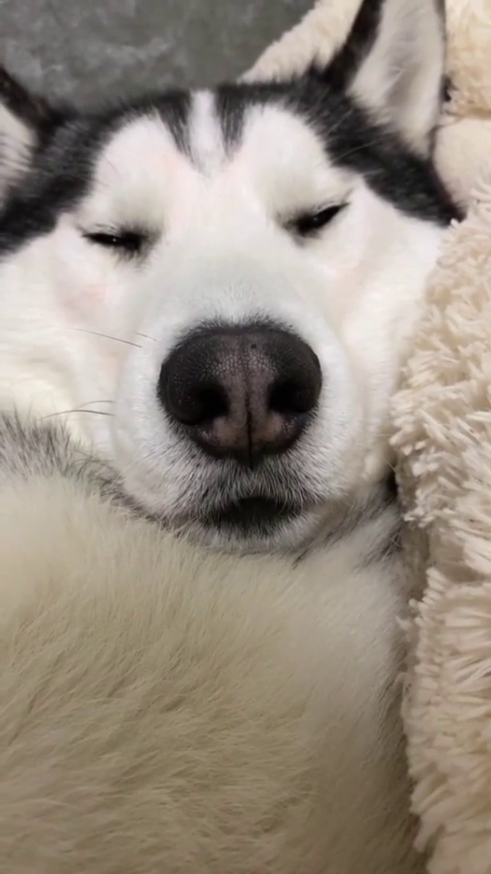 二哈:你哭我也哭,看谁比较大声!