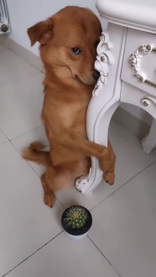 狗子被主人教育了,一挨训就这个熊样,早知如此何必当初呢_手机新浪网