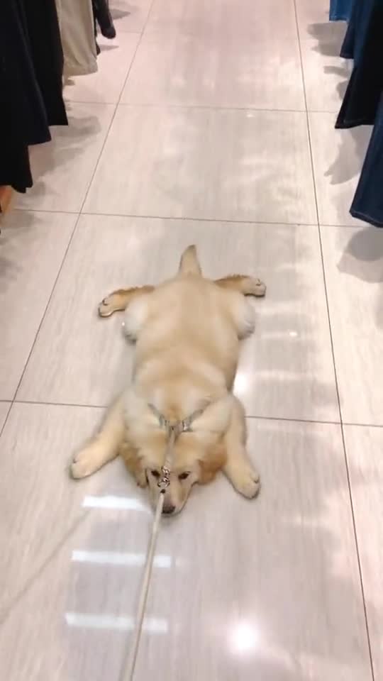 女人逛街真可怕,连狗子都累趴下了,到底是有多能逛?