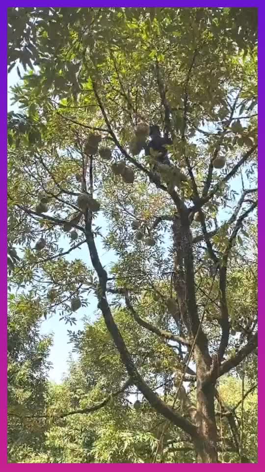 大陆的一大遗憾,原来榴莲树比松树都高__财经头条