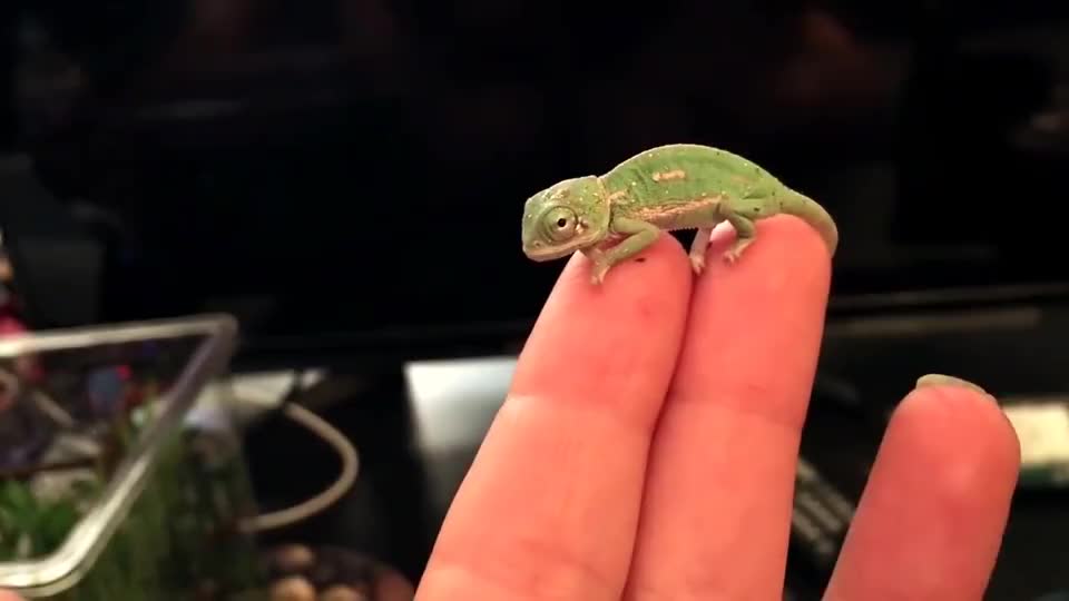 刚出生不久的变色龙,趴在主人手指上就开始变色,太可爱了