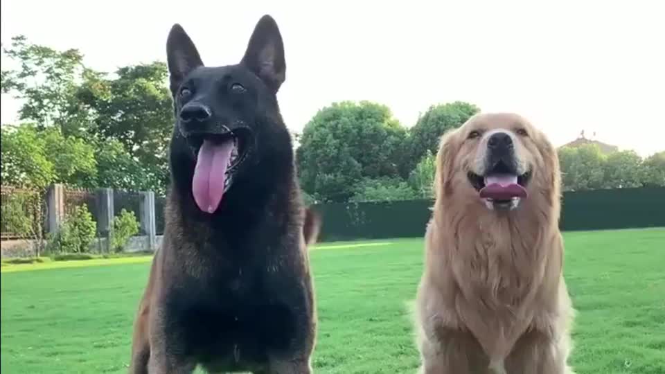 金毛和马犬,地主家的傻儿子,镜头记录全过程