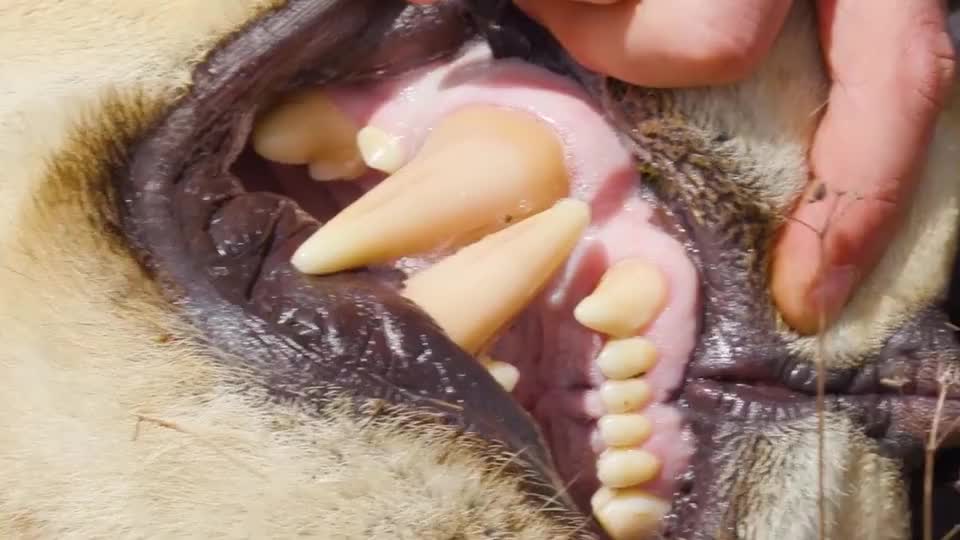 5厘米狮牙刺穿角马脖子,不料角马是个狠角色,结局可惨了!