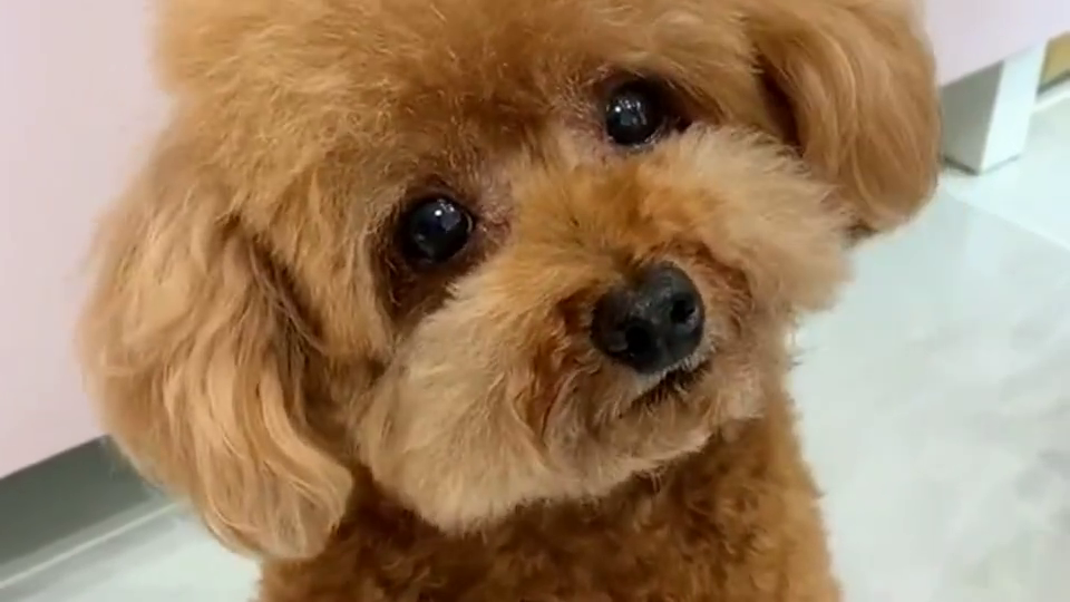 泰迪:我眼睛瞪的圆圆的可爱吗?