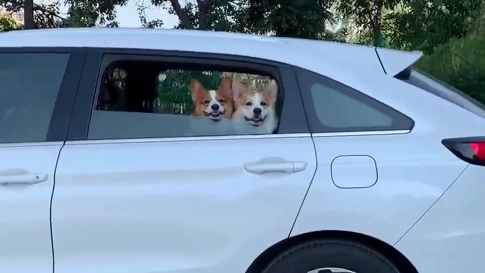 柯基这司机不行倒个车还要我们帮看着