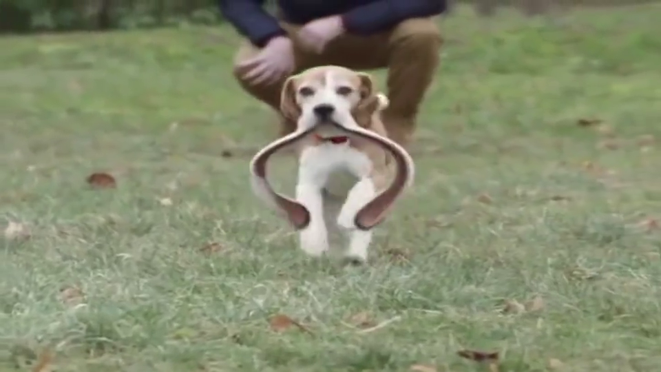 有认识这是什么品种的狗?