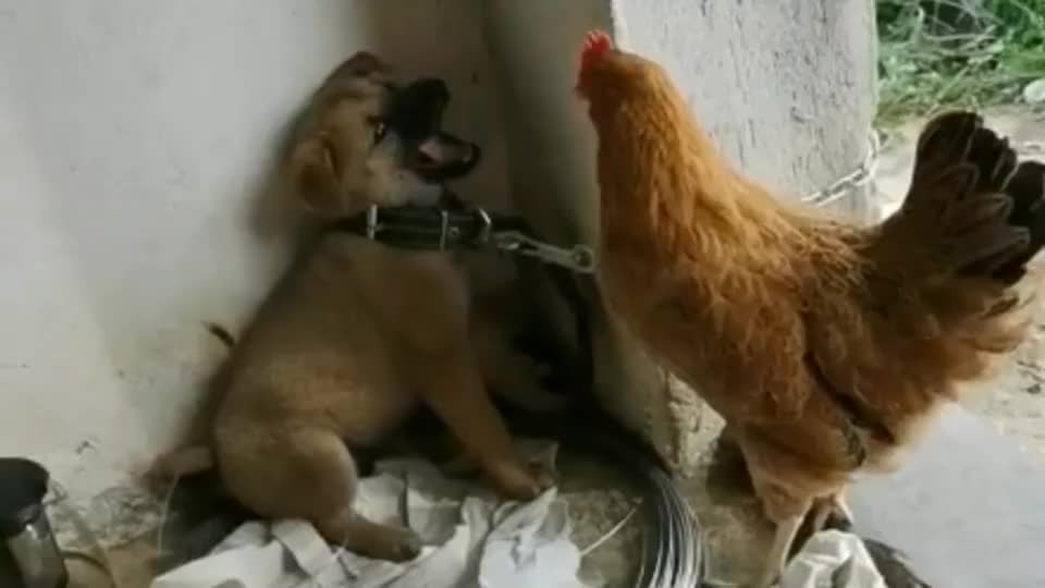 鸡:服不服?狗子:把链子松开试试