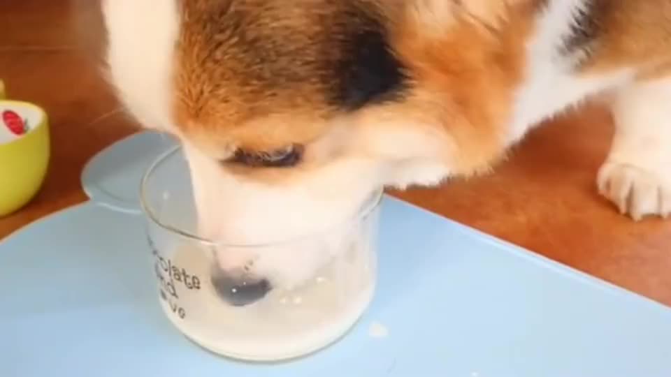 有了新餐具柯基喝奶把碗舔的干干净净