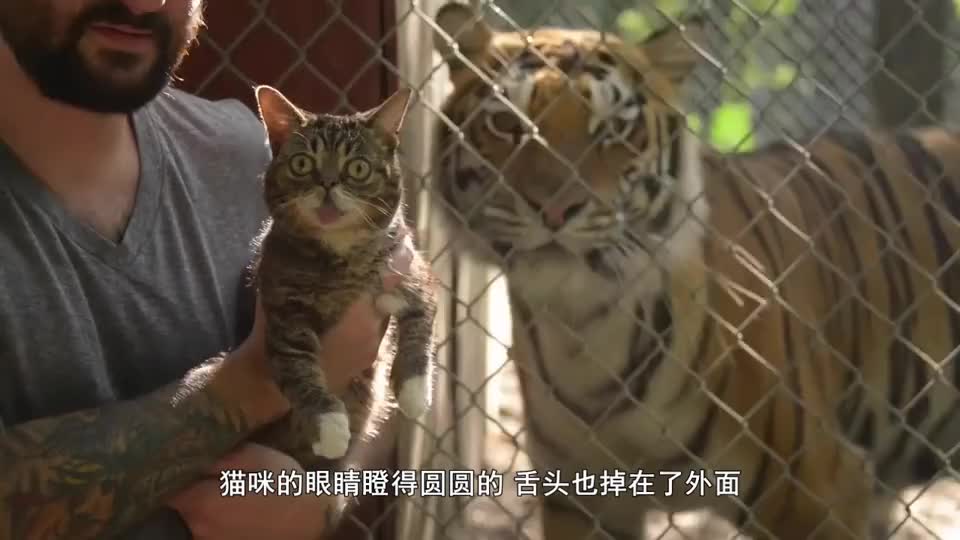 小猫咪第一次见到大老虎一脸愕然这货是怎么长这么大的