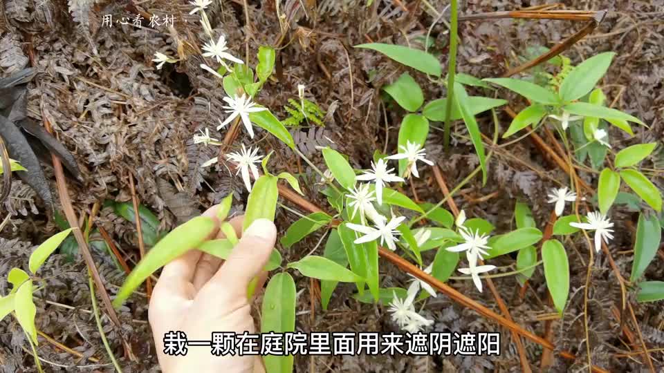 开白色花朵的威灵仙遇见你认识它吗带大家一起了解下