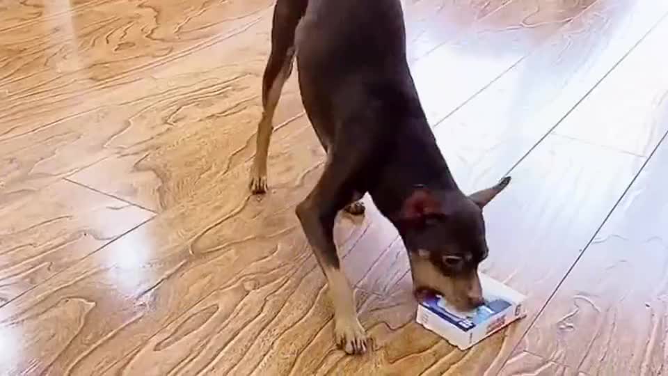 主人给小鹿犬剪指甲 小鹿犬怕被剪出血就是不让剪 机智得可怕 小鹿犬 新浪新闻