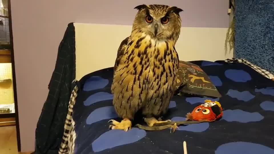 主人给猫头鹰蚂蚱吃它歪头怒目汝当我鸟乎某是鹰吃肉