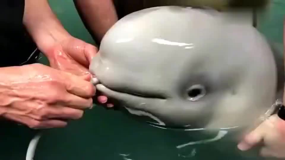 白鲸饲养员给白鲸宝宝喂奶喝的牛奶吗