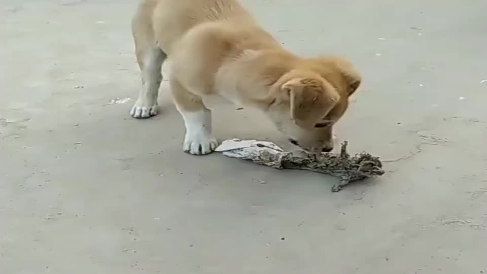 好不容易逮住老鼠,下一秒悲剧了,没见过被老鼠咬舌头的狗!