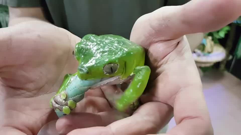 小青蛙吃大青虫如此美味这下解馋了吧