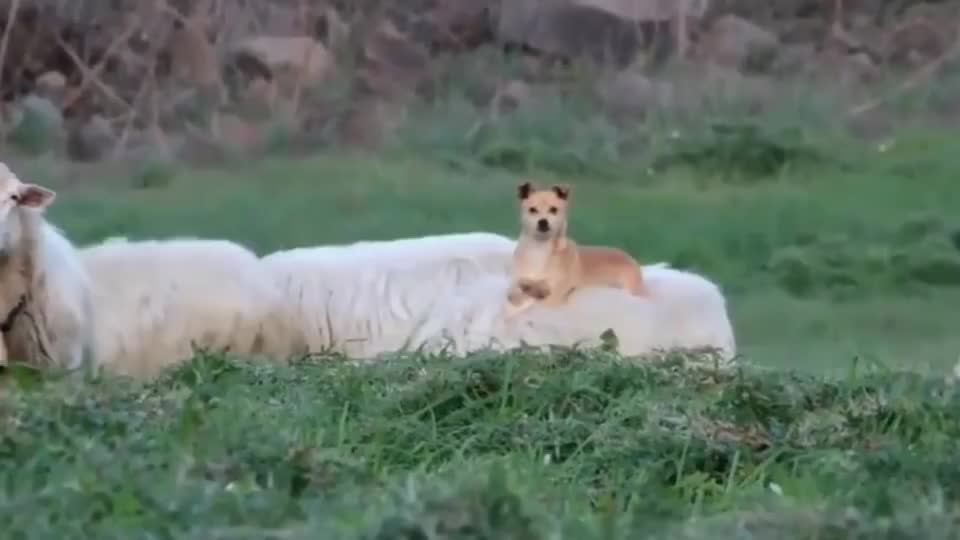 这才是真正的牧羊犬,骑着羊赶羊的狗才是好牧羊犬