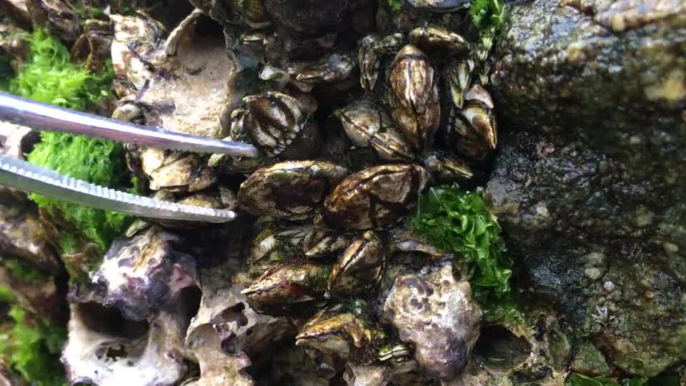 这一窝佛手螺够大够肥闲牛激动的一个一个拔出来太减压了