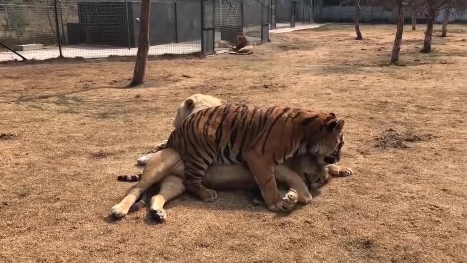 老虎把雄狮按在地上摩擦,压倒性胜利!