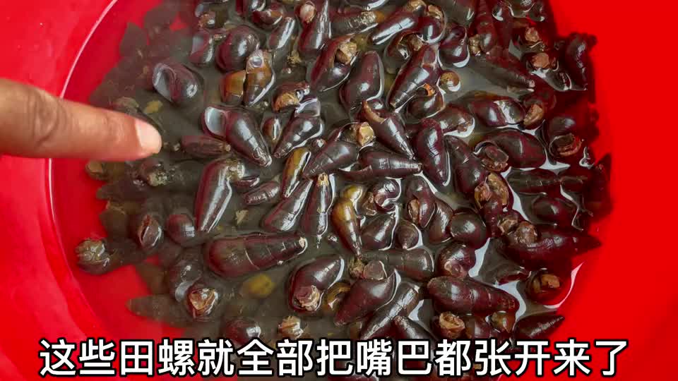 把50度白酒倒进田螺里,寄生虫立马出现,看完你还敢吃田螺吗