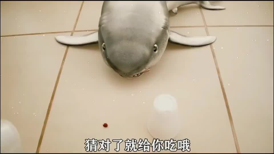 咬你~小鲨鱼太萌了,好可爱