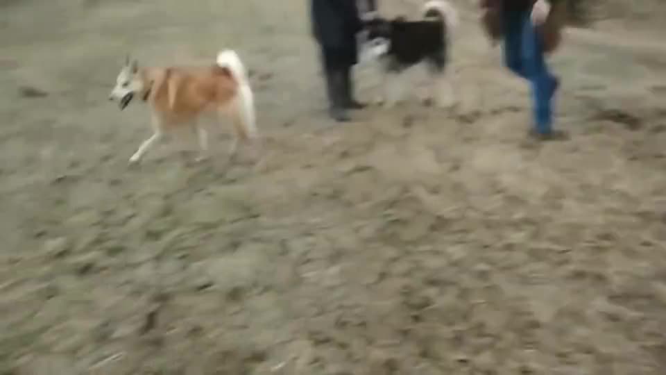 老实的柴犬被顽皮的哈士奇冲撞攻击，场面顿时不受控制