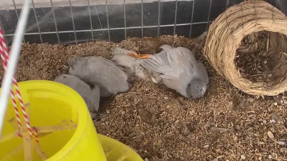 世界上最小的鸡每天除了打滚就是在阳台上躺平芦丁鸡