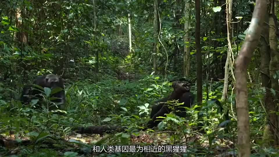 进化论谜团：人类真的是地球本土生物吗？进化论真的靠谱吗？