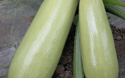 越瓜大家知道是什么吗?你其实经常吃他,你需要知道他的营养价值