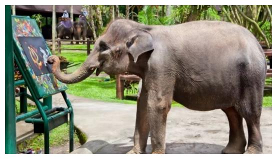 该禁止动物表演吗？<a href=