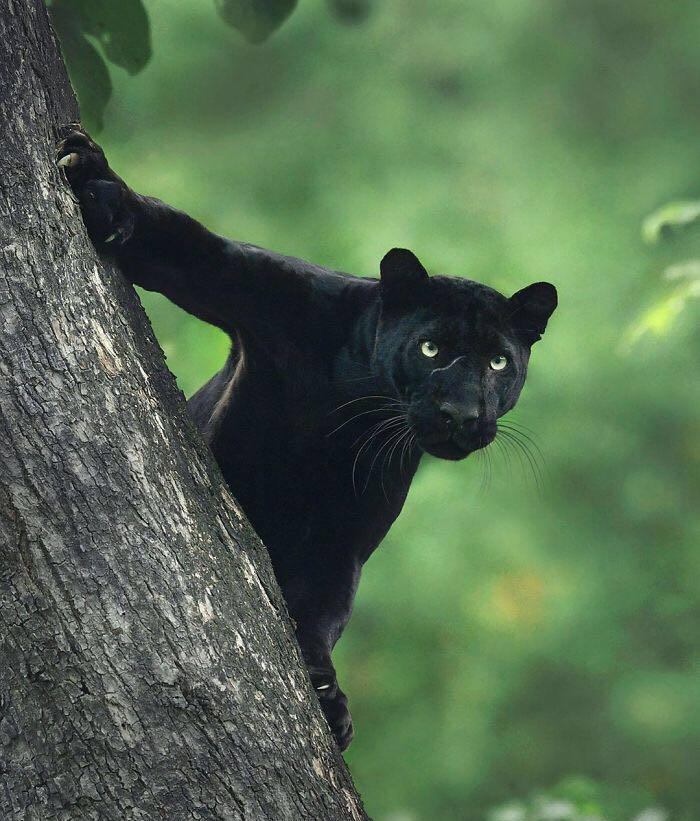 罕见影像,摄影拍下印度丛林里的绝美野生黑豹照片