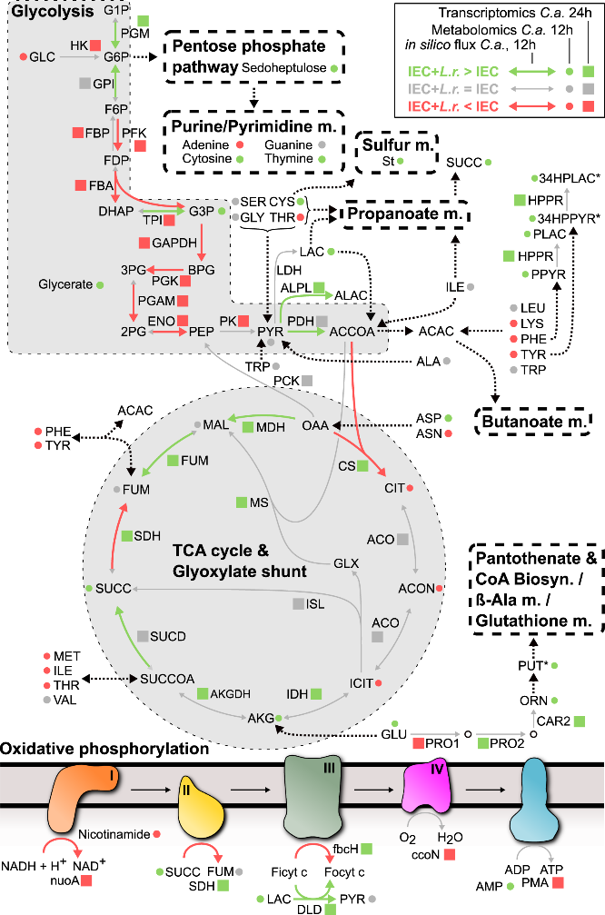 转录组+代谢组联合分析鼠李糖乳杆菌与白色念珠菌之间的代谢争夺__财经头条