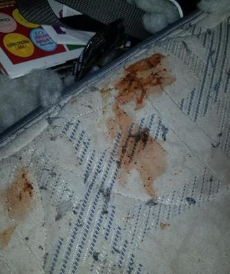 凌晨4点爱犬头裂开,床上有着大片血迹,饲主转头见残骸眼泪秒干