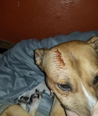 凌晨4点爱犬头裂开,床上有着大片血迹,饲主转头见残骸眼泪秒干