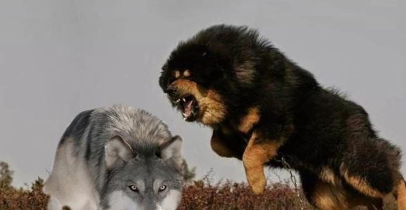 首先在体重上面,藏獒与北美灰狼相比就处于劣势的地步,加上灰狼的咬