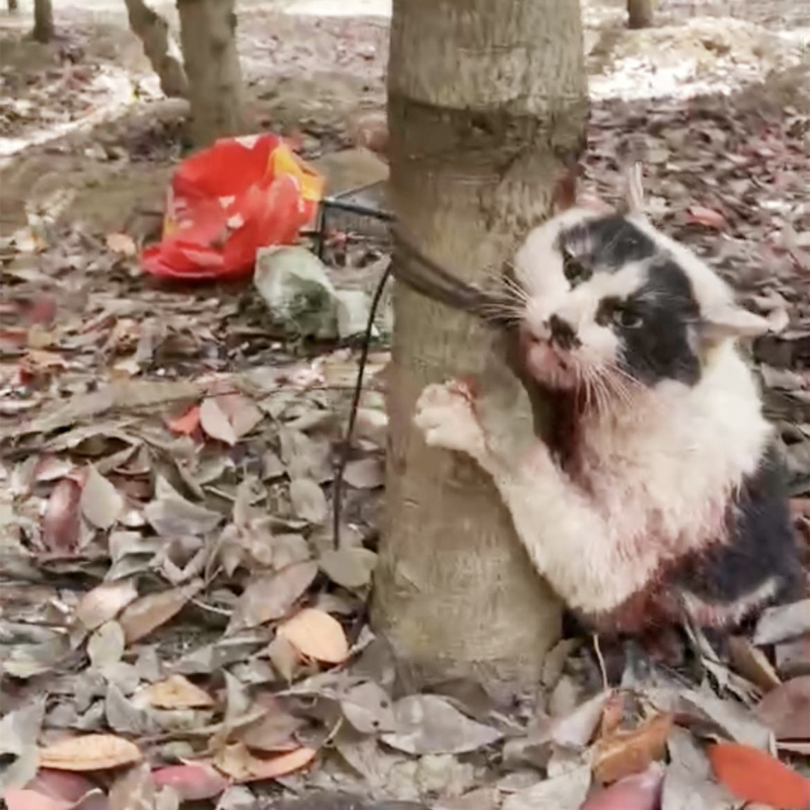 呼吁动物保护法：广西又现一男子用煤气灶虐猫事件_立法_视频_微博