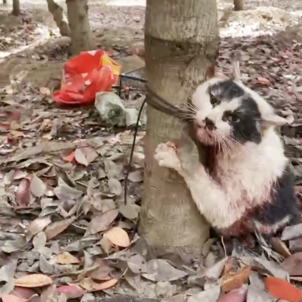 上海一网红流浪猫被虐杀？警方正在调查_凤凰网资讯_凤凰网