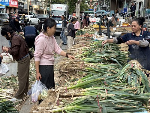 秋菜开卖了!今年大连城区共设秋菜销售网点307处,总量63.5万吨 秋菜开卖了!今年大连城区共设秋菜销售网点307处,总量63.5万吨