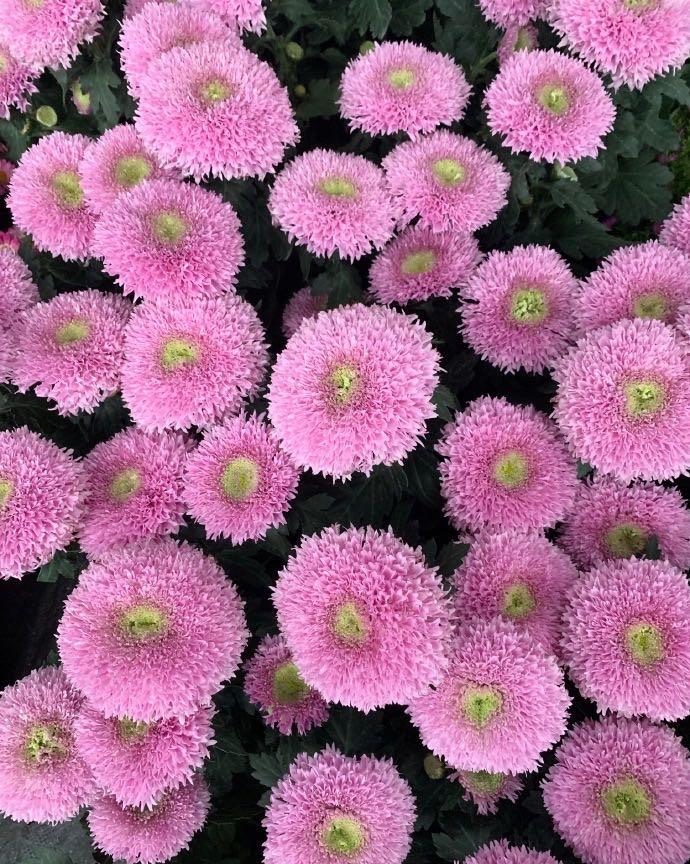 可爱的代名词:泰迪菊