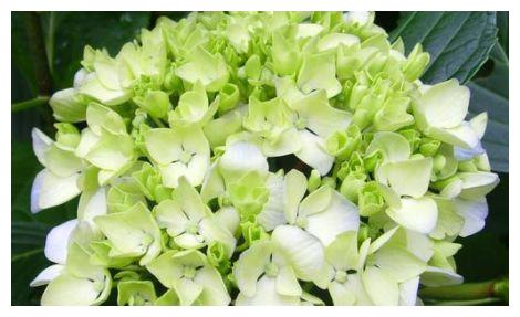 农历9月30日开始 养花养个耐看的 花色繁多 花型奇特美丽