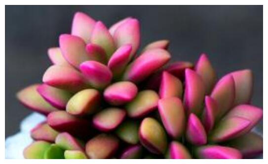 多肉植物怎么养多肉植物的养殖方法与注意事项 多肉植物 养殖 花盆 新浪新闻