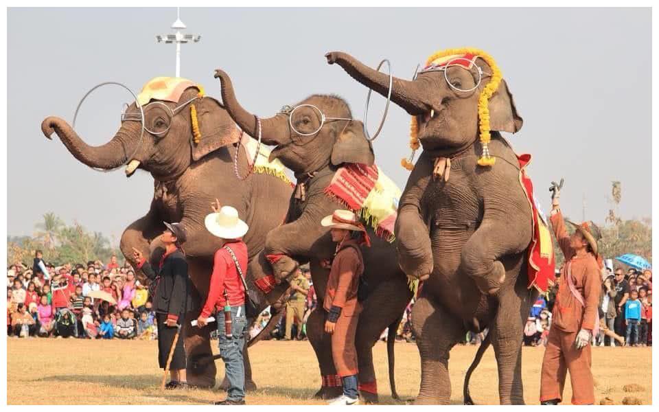 老挝"大象节"在沙耶武里隆重举行,场面盛大欢乐多!