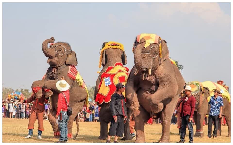 老挝"大象节"在沙耶武里隆重举行,场面盛大欢乐多!