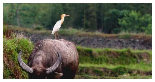 正文  刘二感觉有些奇怪,探头望去,没想到那斗大的牛脚印张开一个豁口