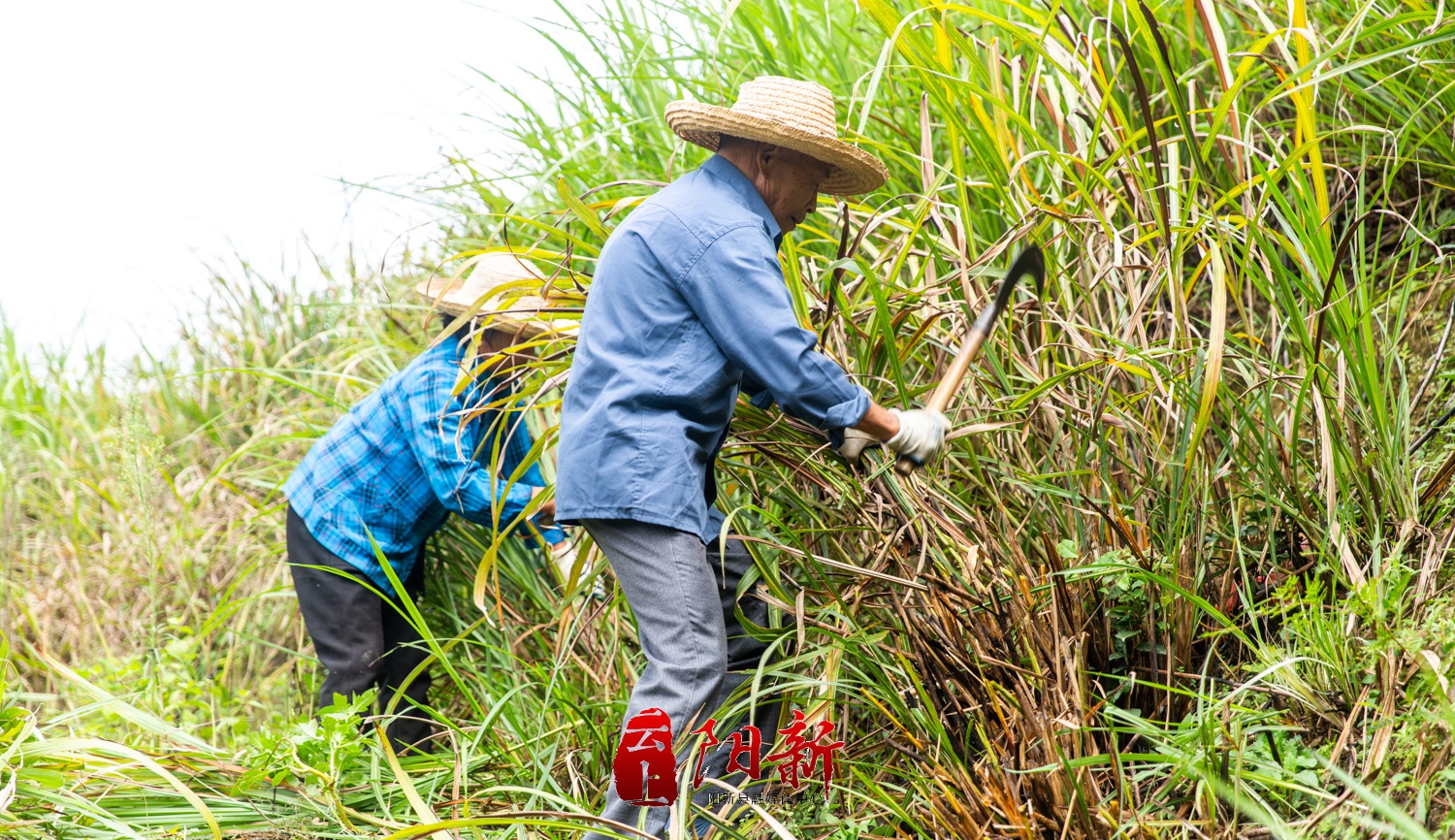 到阳新县排市镇割茅草去.